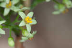 Atlantic poison oak